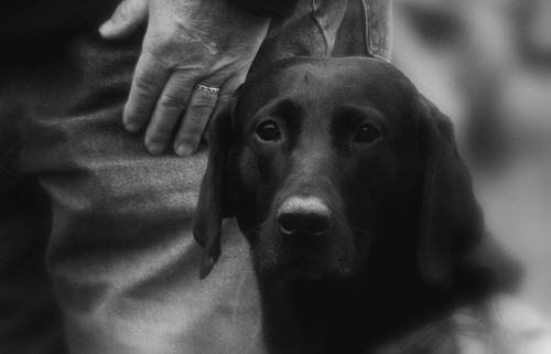 Retriever Demonstrations