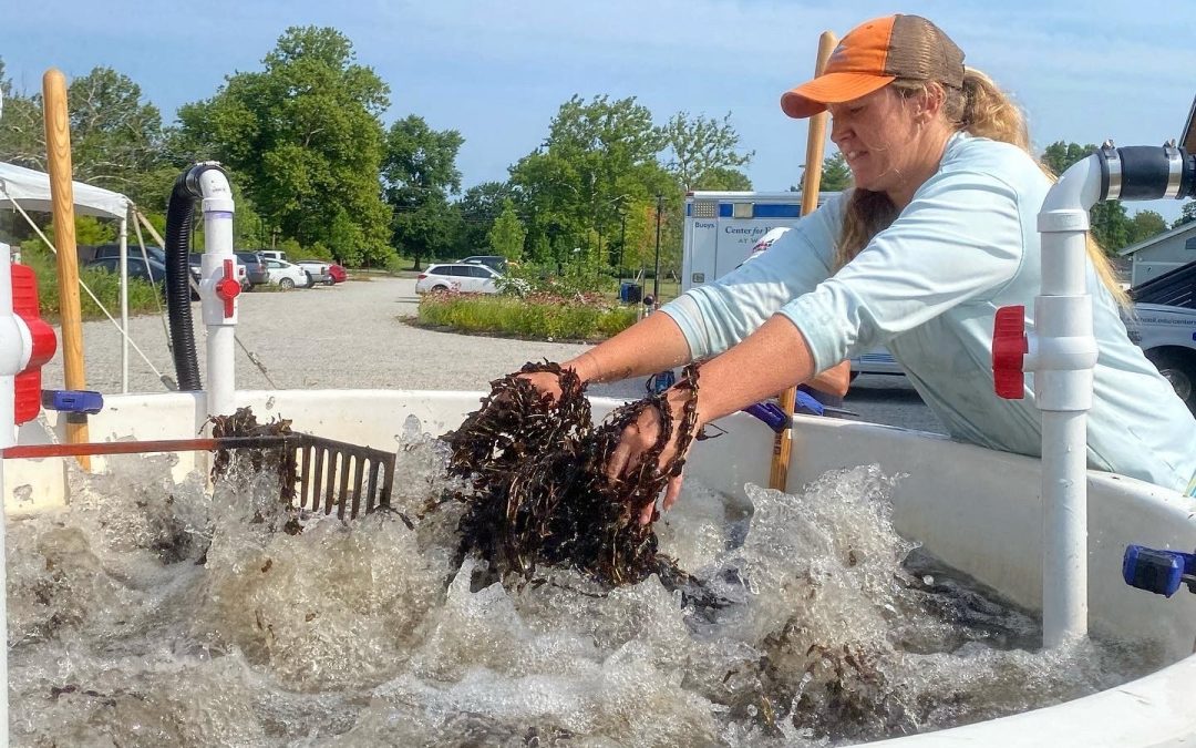 Waterfowl’s 2021 Grant Awards Support Horn Point and Shore Rivers Projects