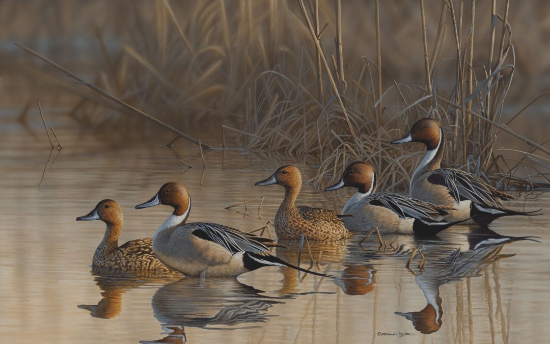 Waterfowl Festival’s Featured Artwork: ‘November Morning-Pintails’