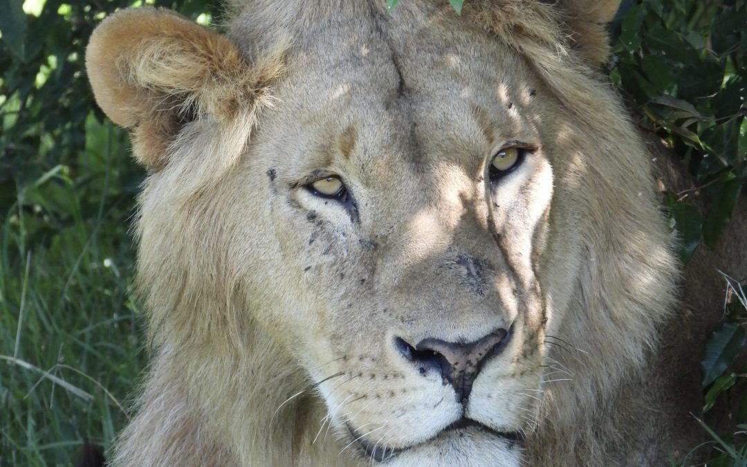 Penwell African Safaris Showcases Adventures at the Waterfowl Festival