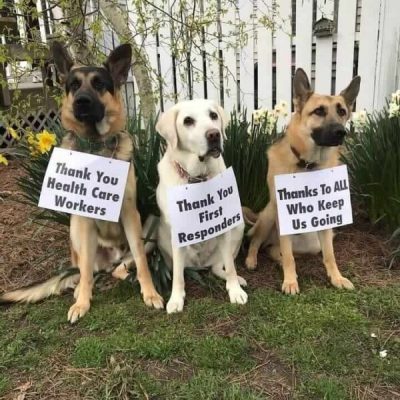 Guiding Eyes for the Blind guide dog Maverick along with Guiding Eyes Ambassadors Calista and Nordic with well wishes for first responders.